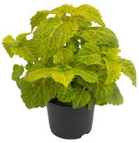 Green Yellow Coleus Flower seeds for Planting Long Bloom Season Heirloom & GMO Free Seeds for Home Garden