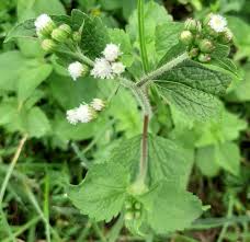 Blumea Flower seeds for Planting - Seasonal Bloomer, Heirloom & GMO Free Seeds for Home Garden