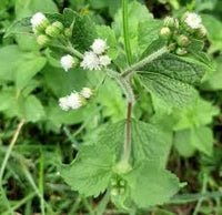 Blumea Flower seeds for Planting - Seasonal Bloomer, Heirloom & GMO Free Seeds for Home Garden