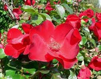 Red Rugrose Rose Flower seeds for Planting - Wildflower Mix, Heirloom & GMO Free Seeds for Home Garden