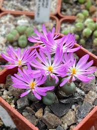 Green Conophytum Ernianum Flower Seeds | Unique Planting Seeds for Your Garden