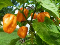 Bahamian Vegetable Seeds for Planting
