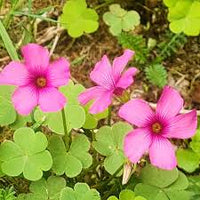 Oxalis Articulata Flower seeds for Planting - Perfect for Borders, Heirloom & GMO Free Seeds for Home Garden