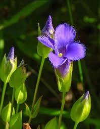 Blue Gentian Fringed Flower seeds for Planting - Fragrant Blossoms, Heirloom & GMO Free Seeds for Home Garden