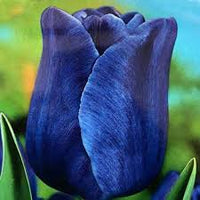 Tulip Blue Flower Seeds for Planting  Vibrant Blue Blooms for Your Garden