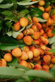 Orange Litchi Fruit Seeds for Planting - Grow Your Own Litchi Trees