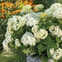 Hydrangea Flower Seeds Flower seeds for Planting Garden Favorite Heirloom & GMO Free Seeds for Home Garden