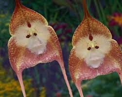 Monkey Orchids Flower seeds for Planting Pollinator Friendly Heirloom & GMO Free Seeds for Home Garden
