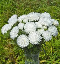 Light Green China Aster Flower Seeds for Planting Shade Tolerant Heirloom & GMO Free Seeds for Home Garden
 
 Sale