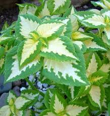 Green White Coleus Flower seeds for Planting - Bright Blooms, Heirloom & GMO Free Seeds for Home Garden