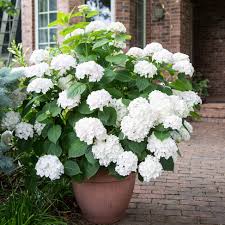 Hydrangea Flower Seeds Flower seeds for Planting Garden Favorite Heirloom & GMO Free Seeds for Home Garden