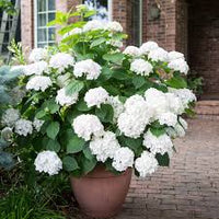Hydrangea Flower Seeds Flower seeds for Planting Garden Favorite Heirloom & GMO Free Seeds for Home Garden