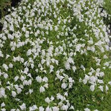 MarshFlower seeds for Planting Cottage Garden Essential Heirloom & GMO Free Seeds for Home Garden