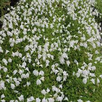 MarshFlower seeds for Planting Cottage Garden Essential Heirloom & GMO Free Seeds for Home Garden