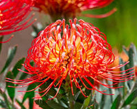 Leucospermum Cordifolium Flower seeds for Planting - Shade Tolerant, Heirloom & GMO Free Seeds for Home Garden