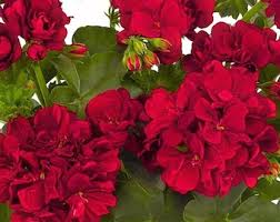 Maroon Red Geranium Flower Seeds for Planting Garden Favorite Heirloom & GMO Free Seeds for Home Garden
 
 Sale