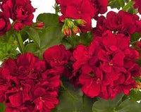 Maroon Red Geranium Flower Seeds for Planting Garden Favorite Heirloom & GMO Free Seeds for Home Garden
 
 Sale