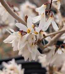 White Forsythia - Abeliophyllum distichum Flower seeds for Planting - Easy to Grow, Heirloom & GMO Free Seeds for Home Garden