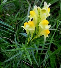 Oldfield Toadflax Flower seeds for Planting - Garden Favorite, Heirloom & GMO Free Seeds for Home Garden