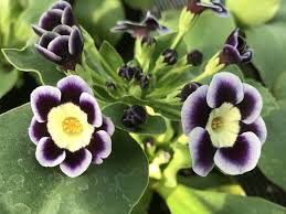 Blue Primula Auricula Flower seeds for Planting - Colorful Display, Heirloom & GMO Free Seeds for Home Garden