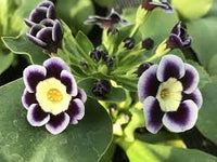 Blue Primula Auricula Flower seeds for Planting - Colorful Display, Heirloom & GMO Free Seeds for Home Garden