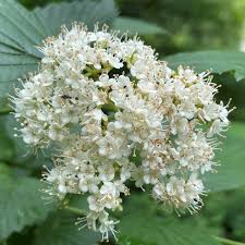 White Arrowwood Flower Seeds for Planting - Easy Growing Garden Seeds