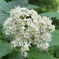 White Arrowwood Flower Seeds for Planting - Easy Growing Garden Seeds