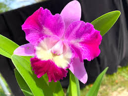 Pink Cattleya Flower seeds for Planting - Shade Tolerant, Heirloom & GMO Free Seeds for Home Garden