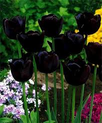 Black Tulip Flower seeds for Planting - Easy to Grow, Heirloom & GMO Free Seeds for Home Garden