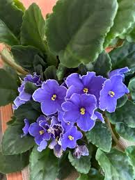 Violet Matthiola Incana Flower seeds for Planting - Shade Tolerant, Heirloom & GMO Free Seeds for Home Garden