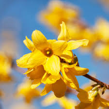 Yellow Forsythia Flower seeds for Planting - Seasonal Bloomer, Heirloom & GMO Free Seeds for Home Garden