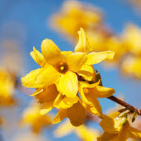 Yellow Forsythia Flower seeds for Planting - Seasonal Bloomer, Heirloom & GMO Free Seeds for Home Garden