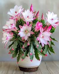 Pink White Schlumbergera Flower seeds for Planting Sun Loving Heirloom & GMO Free Seeds for Home Garden