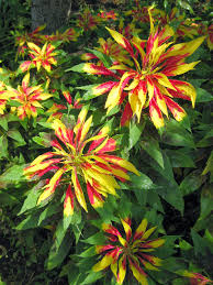 Red Yellow Poinsettia Flower seeds for Planting - Premium Quality, Heirloom & GMO Free Seeds for Home Garden