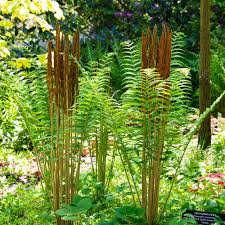 Cinnamon Fern Spores Flower seeds for Planting - Seasonal Bloomer, Heirloom & GMO Free Seeds for Home Garden