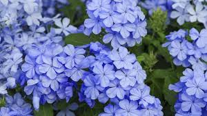 Heirloom Plumbago Flower seeds for Planting Cut Flower Favorite Heirloom & GMO Free Seeds for Home Garden