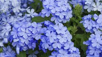 Heirloom Plumbago Flower seeds for Planting Cut Flower Favorite Heirloom & GMO Free Seeds for Home Garden