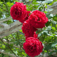 Fragrant Red Rose Flower seeds for Planting - Vibrant Colors, Heirloom & GMO Free Seeds for Home Garden