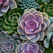 Heirloom Echeveria Flower seeds for Planting Compact Growth Heirloom & GMO Free Seeds for Home Garden