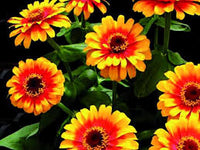 Yellow Pink Zinnia Flower seeds for Planting Easy to Grow Heirloom & GMO Free Seeds for Home Garden