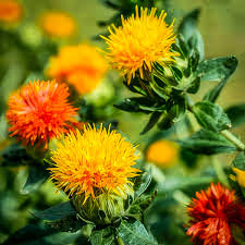 Mixed Carthamus Flower seeds for Planting - Garden Favorite, Heirloom & GMO Free Seeds for Home Garden
 
 Sale