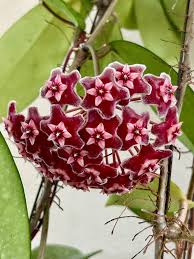Red Hoya Flower Seeds for Planting - Vibrant Star-Shaped Blooms
