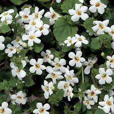 Bacopa Colgantes Flower seeds for Planting - Vibrant Colors, Heirloom & GMO Free Seeds for Home Garden