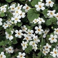 Bacopa Colgantes Flower seeds for Planting - Vibrant Colors, Heirloom & GMO Free Seeds for Home Garden