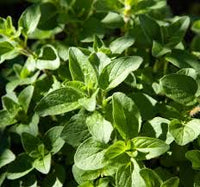 Oregano Herb Seeds for Planting - Grow Fresh Flavor