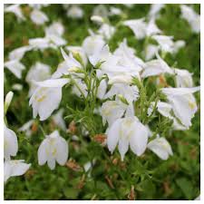 MarshFlower seeds for Planting Cottage Garden Essential Heirloom & GMO Free Seeds for Home Garden