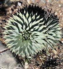 Green Agave Parryi Flower seeds for Planting - Premium Quality, Heirloom & GMO Free Seeds for Home Garden