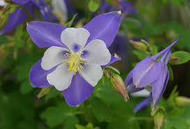 White Violet Aquilegia Flower seeds for Planting - Premium Quality, Heirloom & GMO Free Seeds for Home Garden