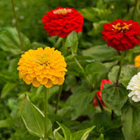 Light Yellow Red Dahlia Flower Seeds for Planting Drought Tolerant Heirloom & GMO Free Seeds for Home Garden
 
 Sale