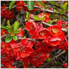 Red Quince Flower seeds for Planting - Shade Tolerant, Heirloom & GMO Free Seeds for Home Garden